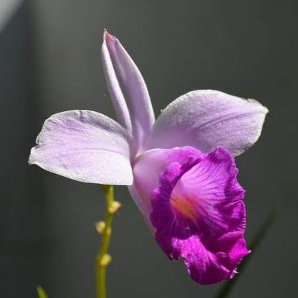 Vien Dinh Photo 8