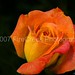 Rose Kerns Photo 23