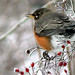 Robin Watson Photo 38
