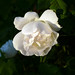 Rose May Photo 41