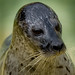 Gary Seals Photo 24