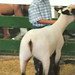 Trent Arnold Photo 37