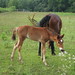 Dawn Colt Photo 18