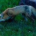Curtis Fox Photo 44