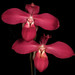 Walter Manrique Photo 20