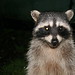 Steven Coons Photo 25