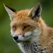 Philip Fox Photo 41