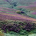 Heather Buxton Photo 26