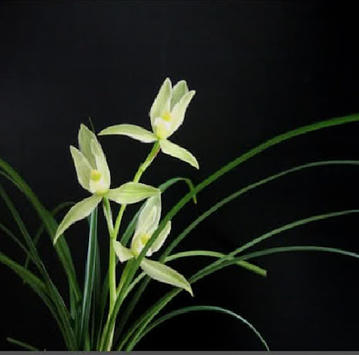 Lily Jiang Photo 16