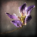 Joseph Flowers Photo 42
