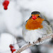 Robin Rudolph Photo 35
