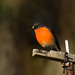 Robin Spring Photo 32