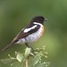 Christopher Helms Photo 46
