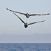 Brian Schram Photo 31