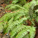 Fern Wood Photo 25