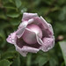 Rose Romeo Photo 27