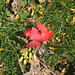 Ann Leaf Photo 17