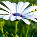 Daisy Flowers Photo 34