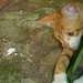 Jeffrey Leaf Photo 12
