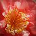 Dianna Flowers Photo 34