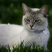 Kitty May Photo 34