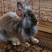 Lisa Manes Photo 29