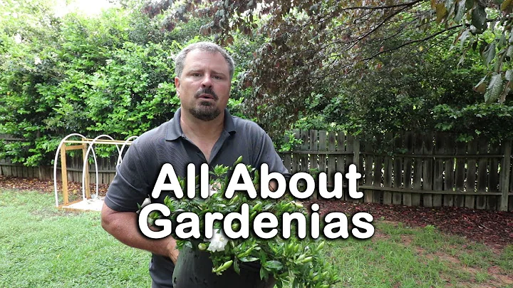 Gardenia Johnson Photo 7
