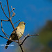 Virginia Birdsong Photo 16