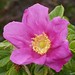 Rose Beach Photo 23