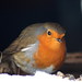 Don Robin Photo 26