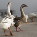 Tyler Lake Photo 40