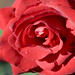 Rose Conyers Photo 14