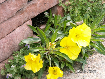 Vickie Brown Photo 20