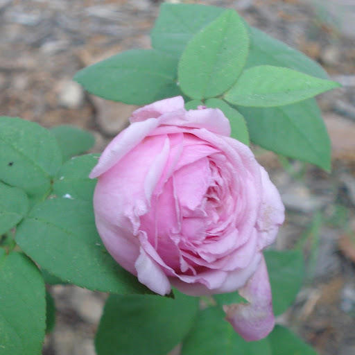 Vivian King Photo 12