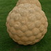 Peter Randall Photo 52