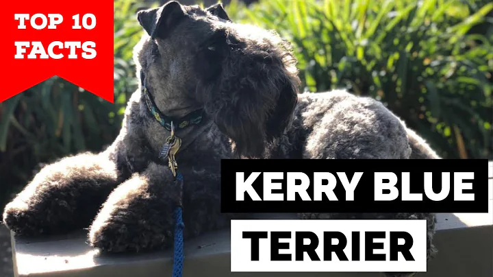 Kerry Blue Photo 16