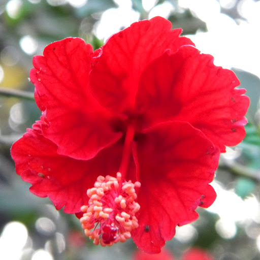 Rhea Roy Photo 11