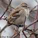 Dan Sparrow Photo 38