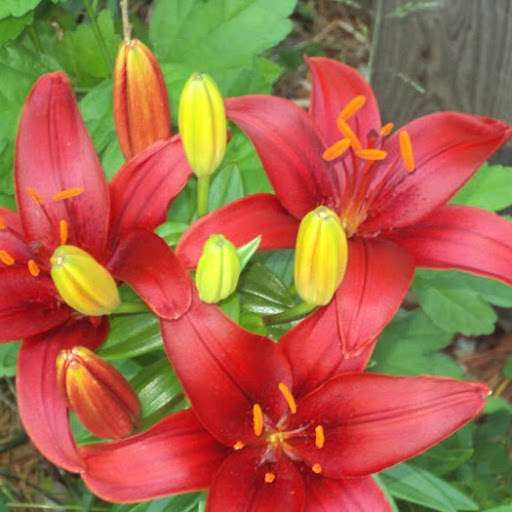 Colleen O'Reilly Photo 3
