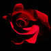 Rose Good Photo 24