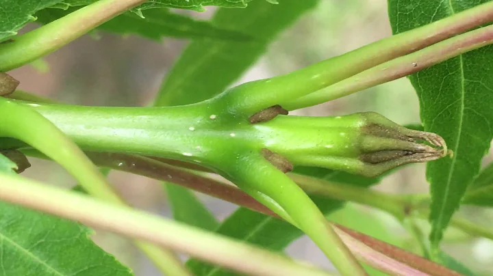 Bud May Photo 12