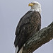 Dan Eagle Photo 28