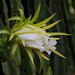 Trang Phan Photo 40