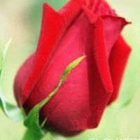 Asma Iqbal Photo 4