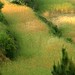 Abhijit Ghosh Photo 42