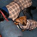 Frank Coats Photo 12