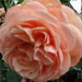 David Leander Photo 32