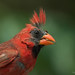 Donald Cardinal Photo 16