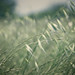 Dalton Flowers Photo 23