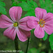 Robert Sandling Photo 16